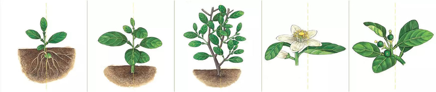 小種子,快長大 (水果篇)-買書書 BuyBookBook