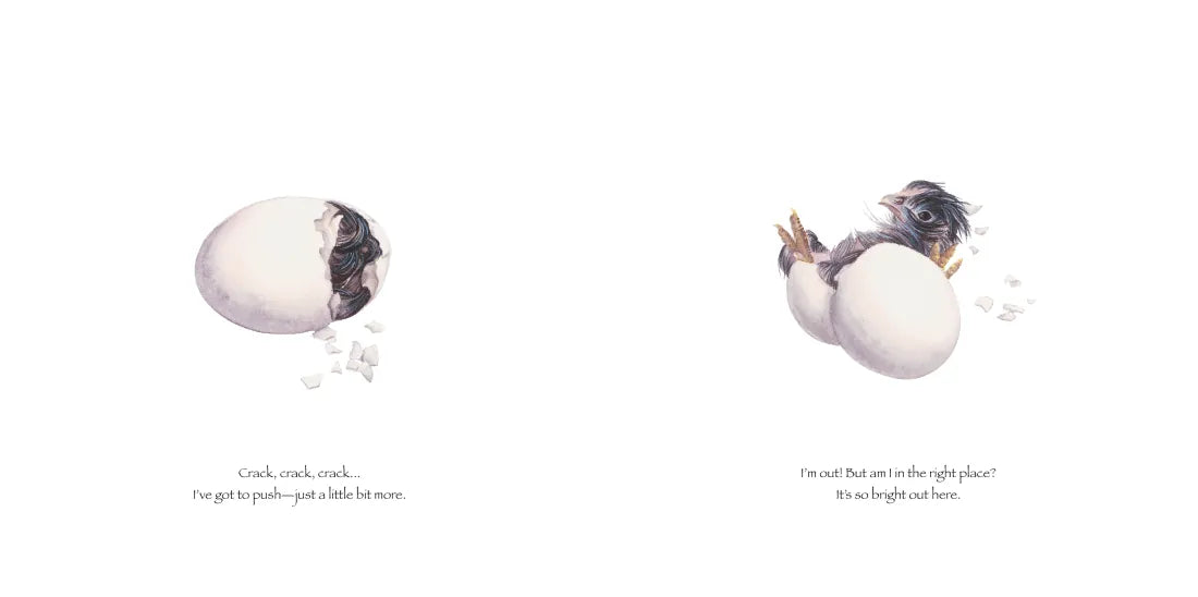 Little Chick Grows Up US - Hardback