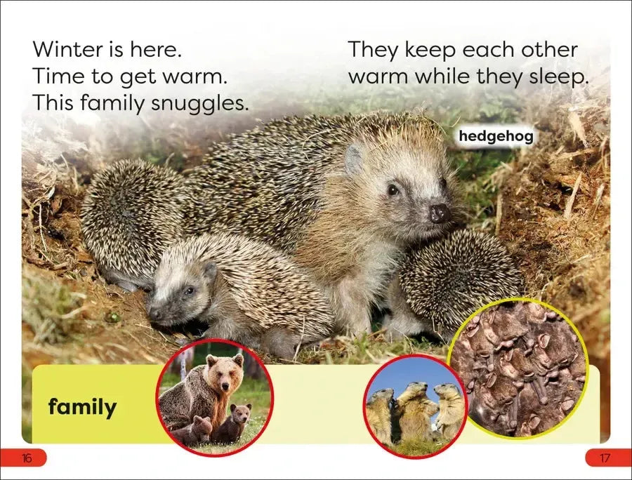 DK Super Readers Pre-Level A Bed for the Winter US - Hardback