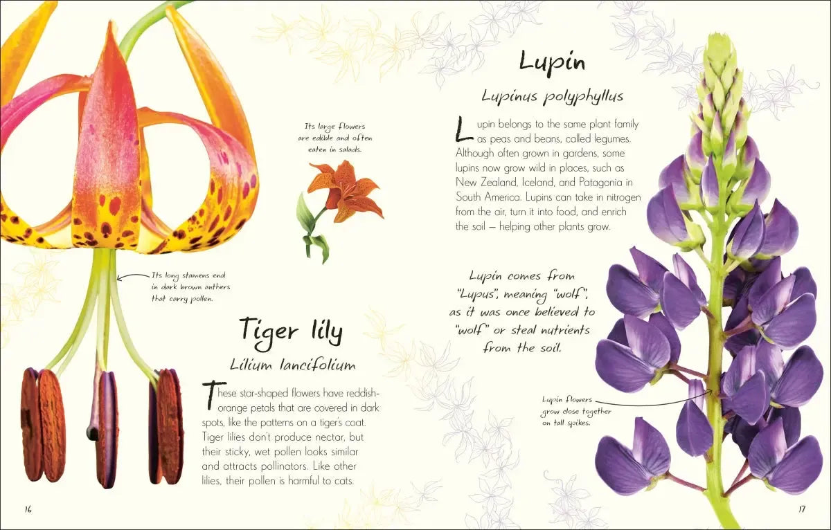 An Anthology of Flowers US - Hardback