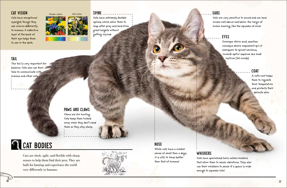 My Cat US - Book