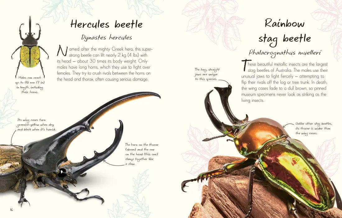 An Anthology of Beetles US - Hardback