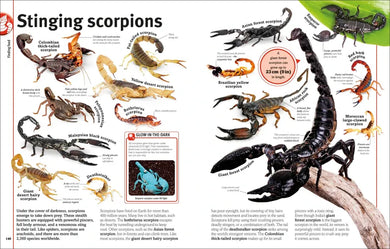 Our World in Pictures Bugs, Butterflies, Beetles and Bees US - Hardback