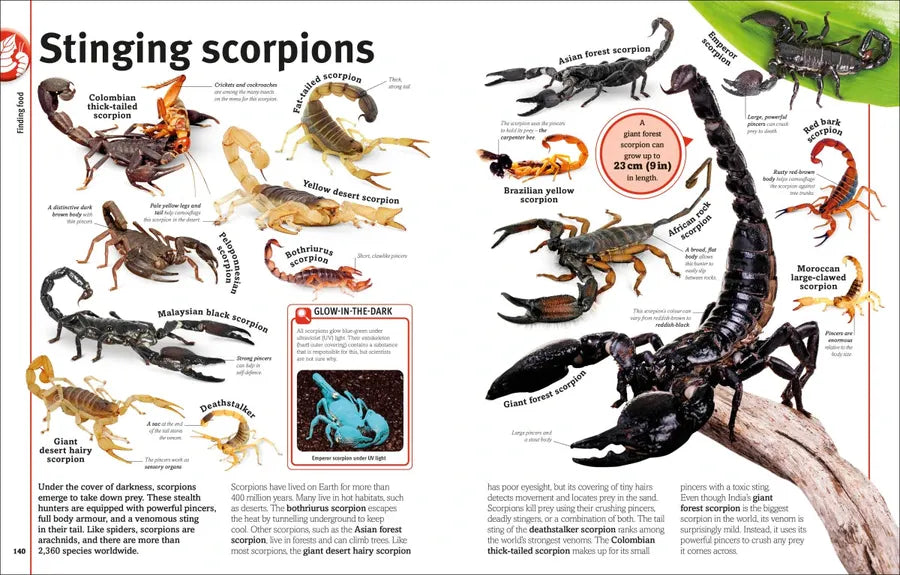 Our World in Pictures Bugs, Butterflies, Beetles and Bees US - Hardback