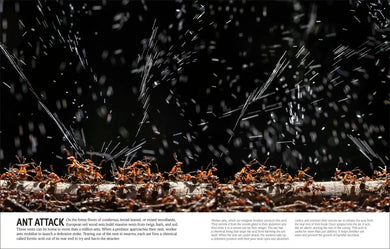 Our World in Pictures Bugs, Butterflies, Beetles and Bees US - Hardback