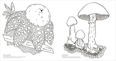 Fascinating Fungi US - Paperback / softback