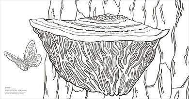 Fascinating Fungi US - Paperback / softback