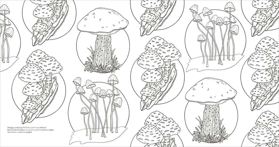 Fascinating Fungi US - Paperback / softback