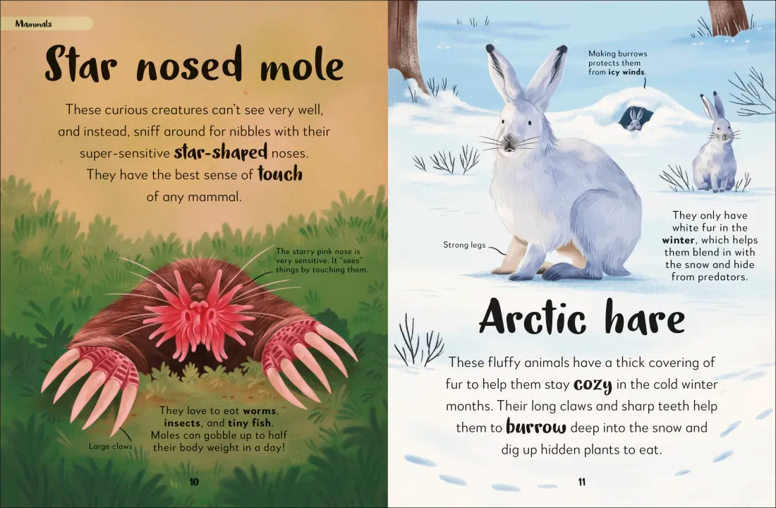 The Bedtime Book of Night-Time Animals US - Hardback