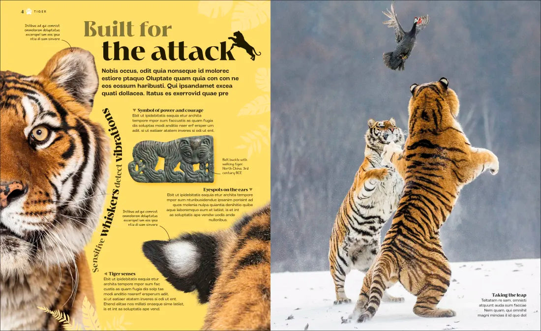 Wild Cats US - Hardback