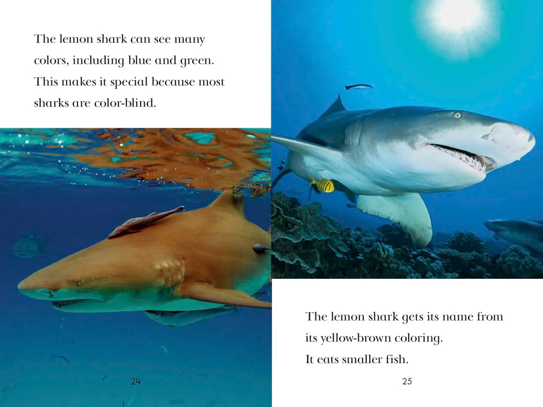 TIME for Kids: Sharks US - Paperback / softback