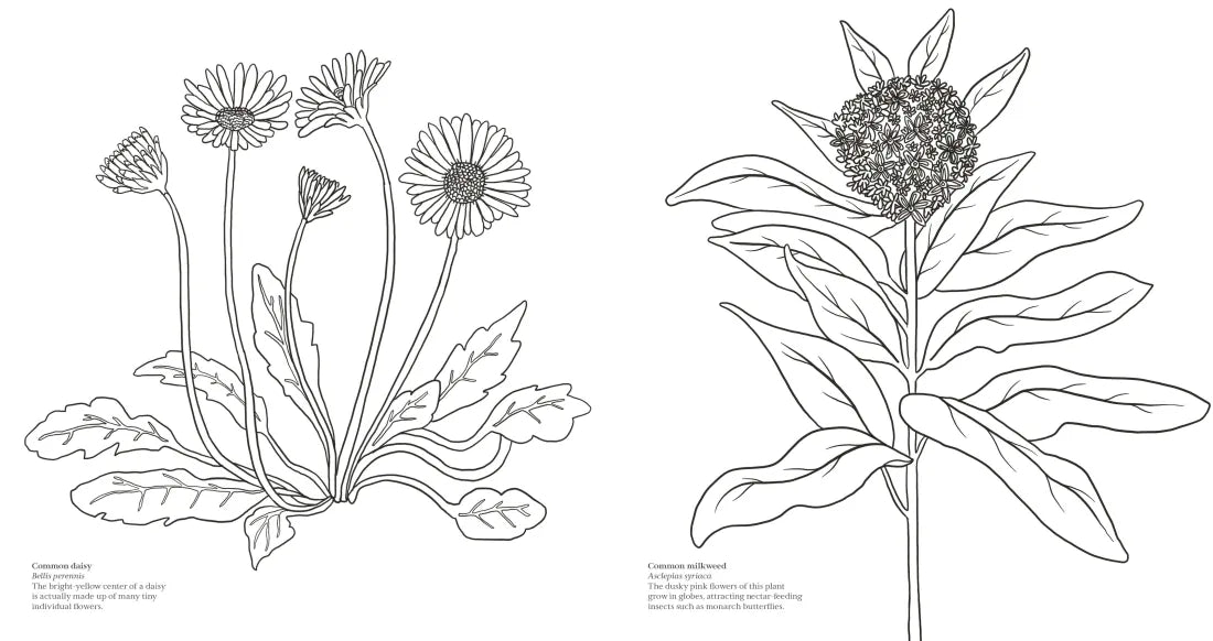 Wonderful Wildflowers Coloring Book US - Paperback / softback