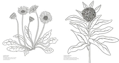 Wonderful Wildflowers Coloring Book US - Paperback / softback