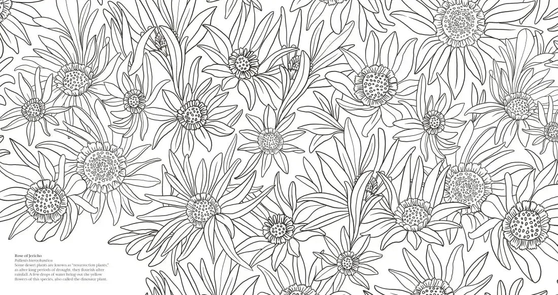 Wonderful Wildflowers Coloring Book US - Paperback / softback