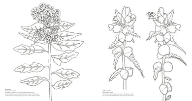 Wonderful Wildflowers Coloring Book US - Paperback / softback