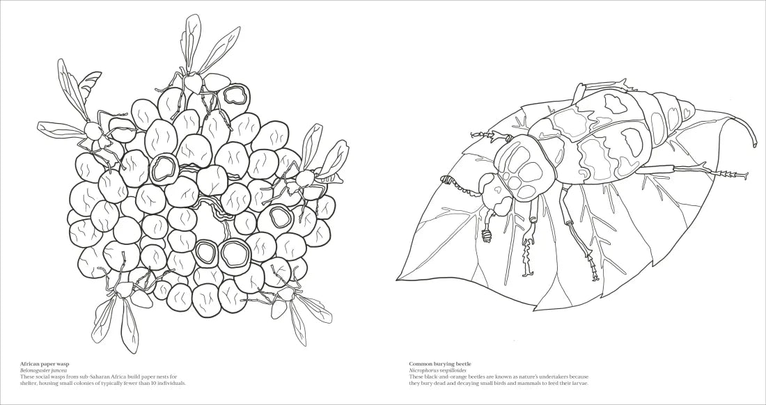 Extraordinary Insects Coloring Book US - Paperback / softback