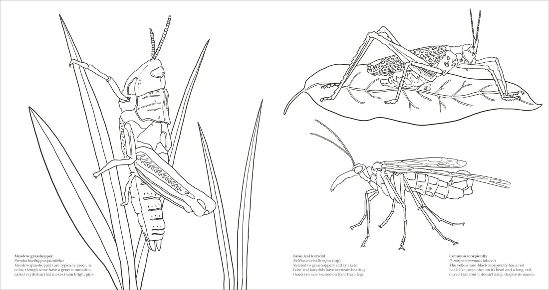 Extraordinary Insects Coloring Book US - Paperback / softback