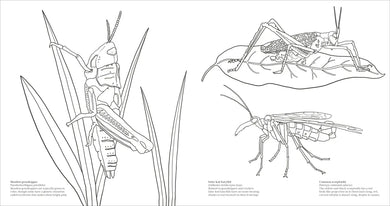 Extraordinary Insects Coloring Book US - Paperback / softback