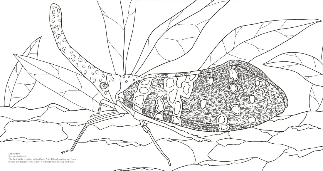 Extraordinary Insects Coloring Book US - Paperback / softback