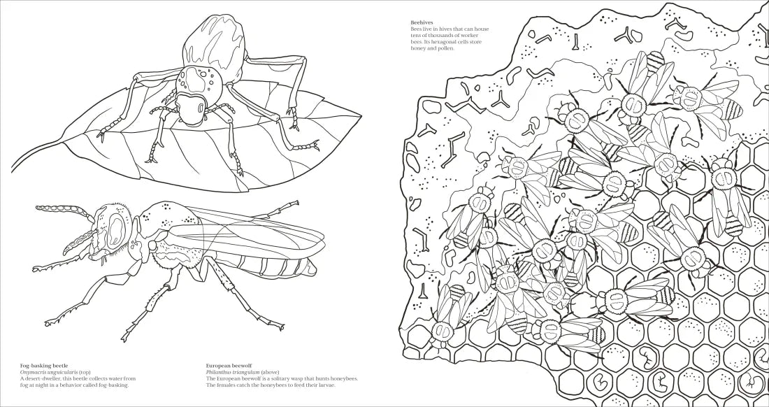 Extraordinary Insects Coloring Book US - Paperback / softback