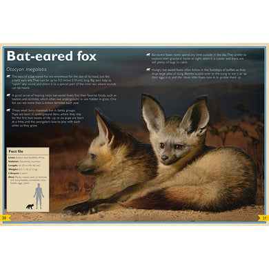The Magnificent Book of Night Creatures inside page 2