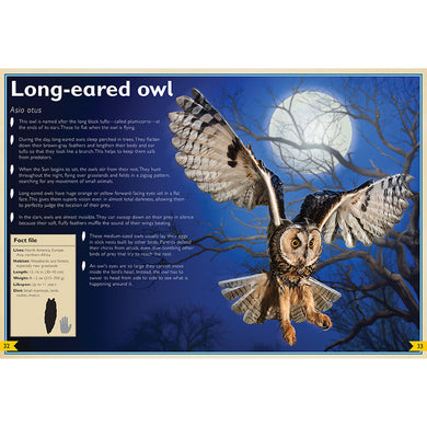 The Magnificent Book of Night Creatures inside page 4