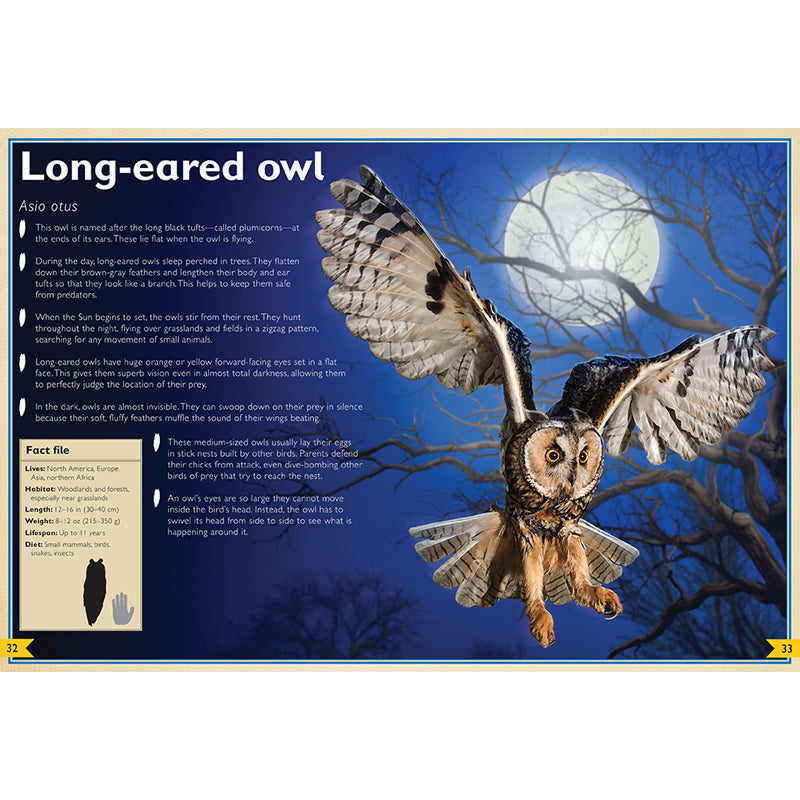The Magnificent Book of Night Creatures inside page 4