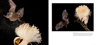 Bat Island inside page 3