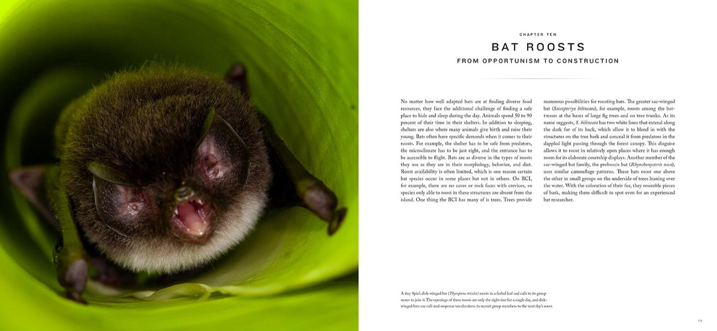 Bat Island inside page 4