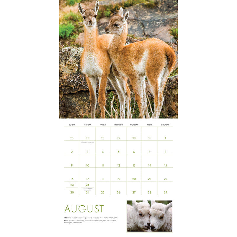 2026 Baby Animals Wall Calendar inside page 4
