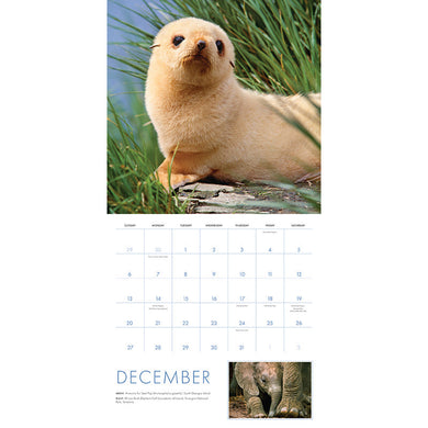 2026 Baby Animals Wall Calendar inside page 5