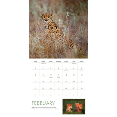 2026 Big Cats Wall Calendar inside page 1