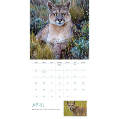 2026 Big Cats Wall Calendar inside page 2