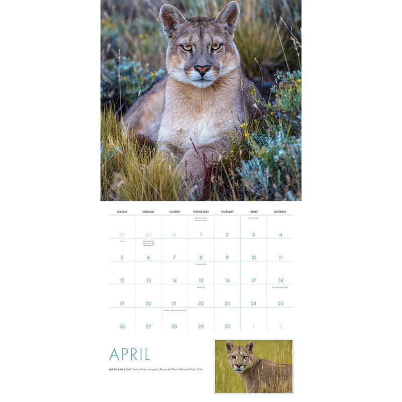 2026 Big Cats Wall Calendar inside page 2