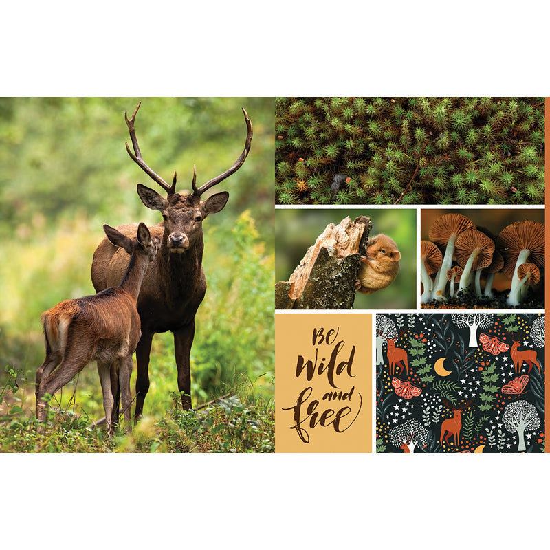 Cut and Collage Woodland Creatures inside page 2