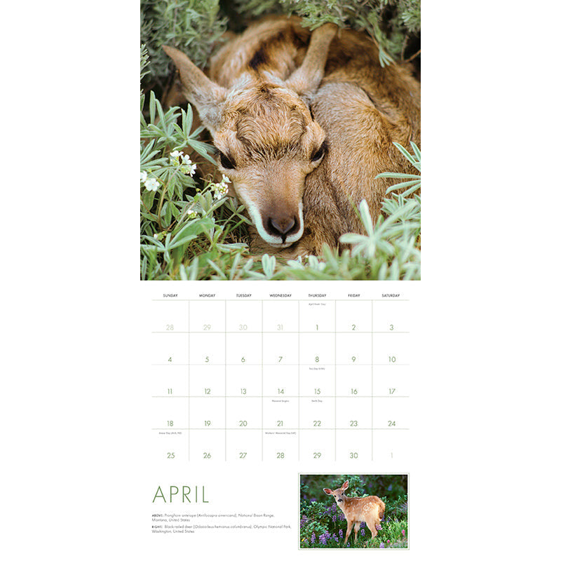 2027 Baby Animals Wall Calendar inside page 2
