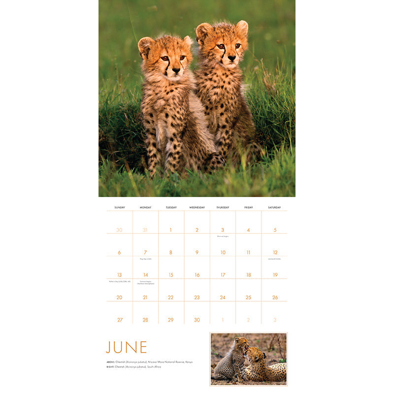 2027 Baby Animals Wall Calendar inside page 3