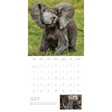 2027 Baby Animals Wall Calendar inside page 4