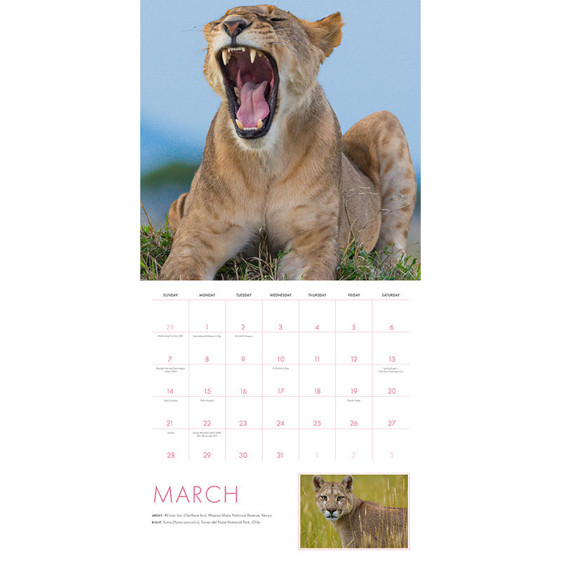 2027 Big Cats Wall Calendar inside page 2