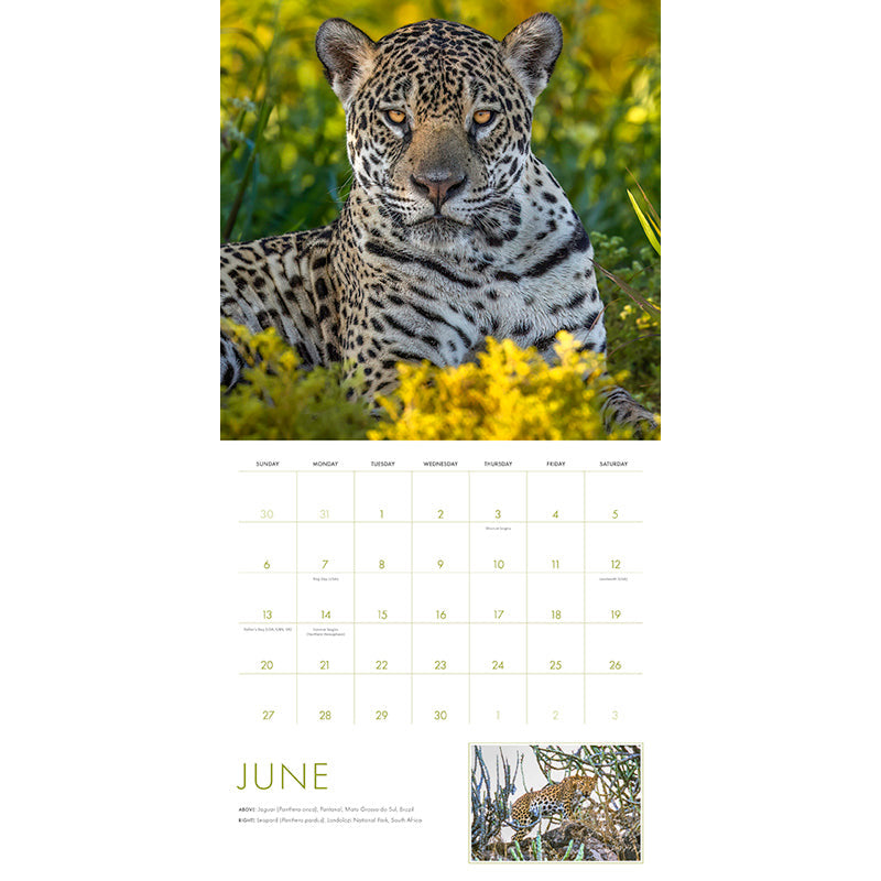 2027 Big Cats Wall Calendar inside page 3