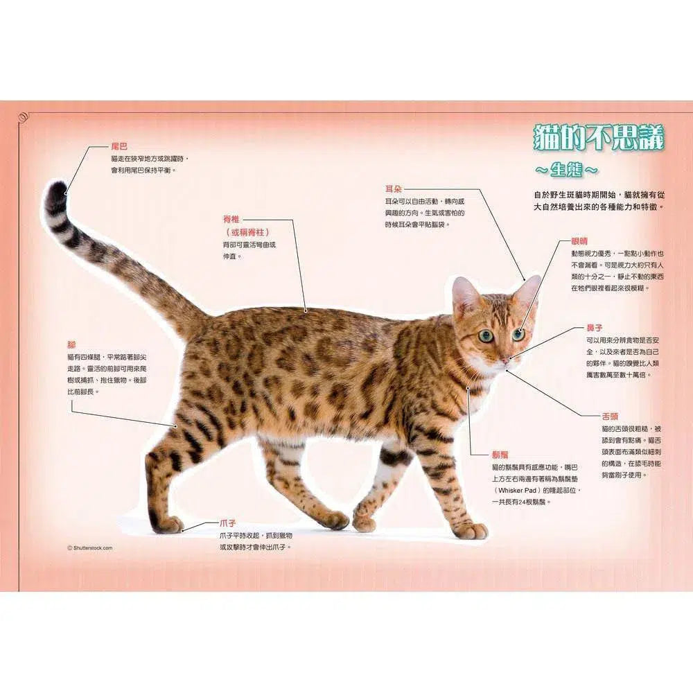 哆啦A夢知識大探索#01 百變貓咪召喚機 (藤子·F·不二雄)-非故事: 常識通識 General Knowledge-買書書 BuyBookBook