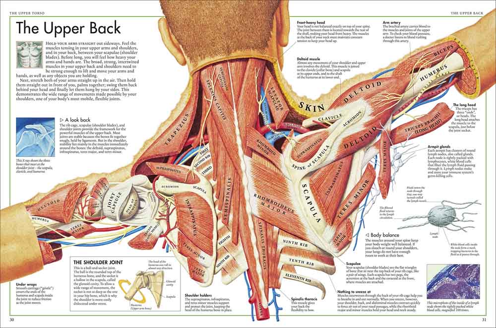 Body Atlas, The - A Pictorial Guide to the Human Body - 買書書 BuyBookBook