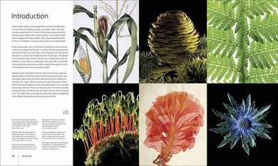 Botany for the Artist (Hardback) DK UK