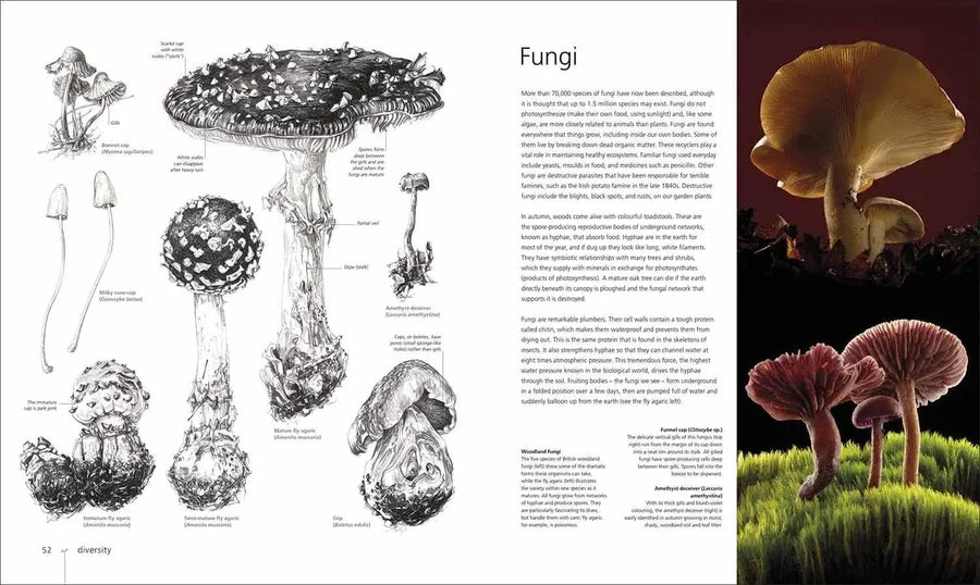 Botany for the Artist (Hardback) DK UK