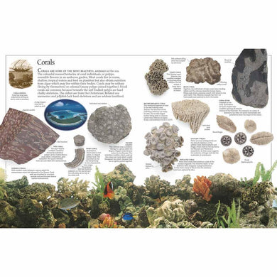 DK Eyewitness -Fossil (Paperback) DK UK