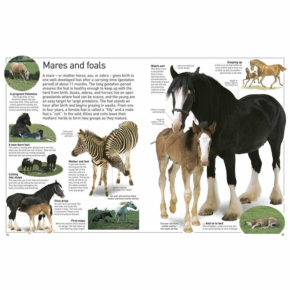 DK Eyewitness - Horse (Paperback) DK UK