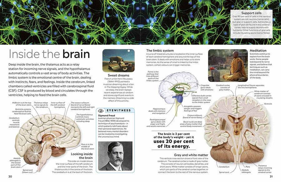 DK Eyewitness - Human Body (New Edition)-Nonfiction: 參考百科 Reference & Encyclopedia-買書書 BuyBookBook