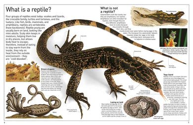 DK Eyewitness - Reptile - 買書書 BuyBookBook