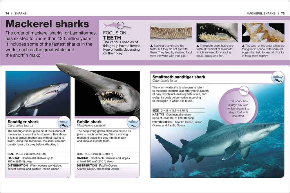 Pocket DK Eyewitness - Sharks - 買書書 BuyBookBook