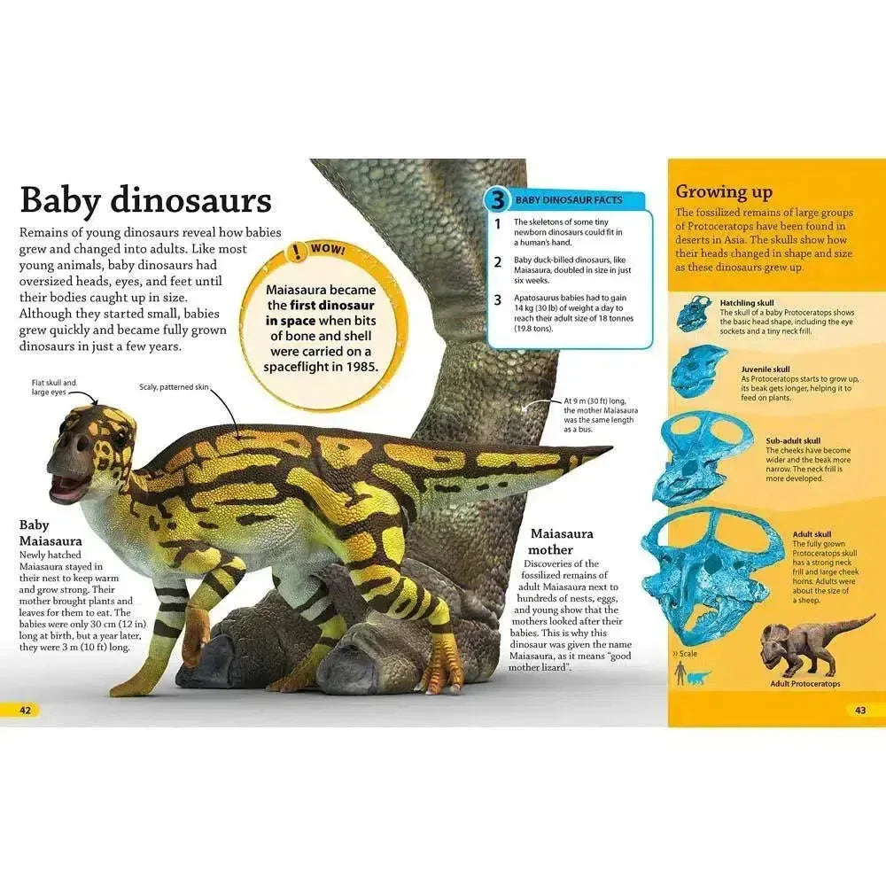 DKfindout! Dinosaurs (Paperback) DK UK
